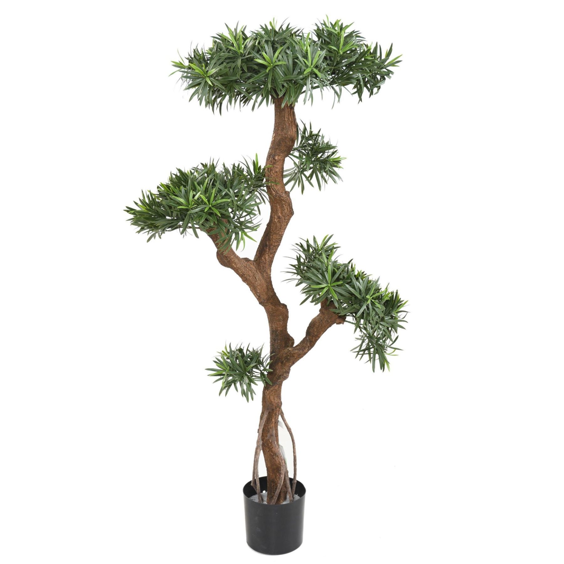 Autre angle : podocarpus artificiel de 135 cm organisé en volumes végétaux en nuages