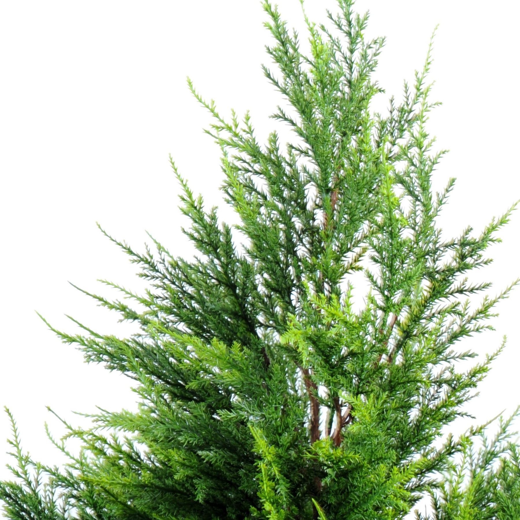 Autre angle : juniperus artificiel de 105 cm au feuillage vert en deux tonalités