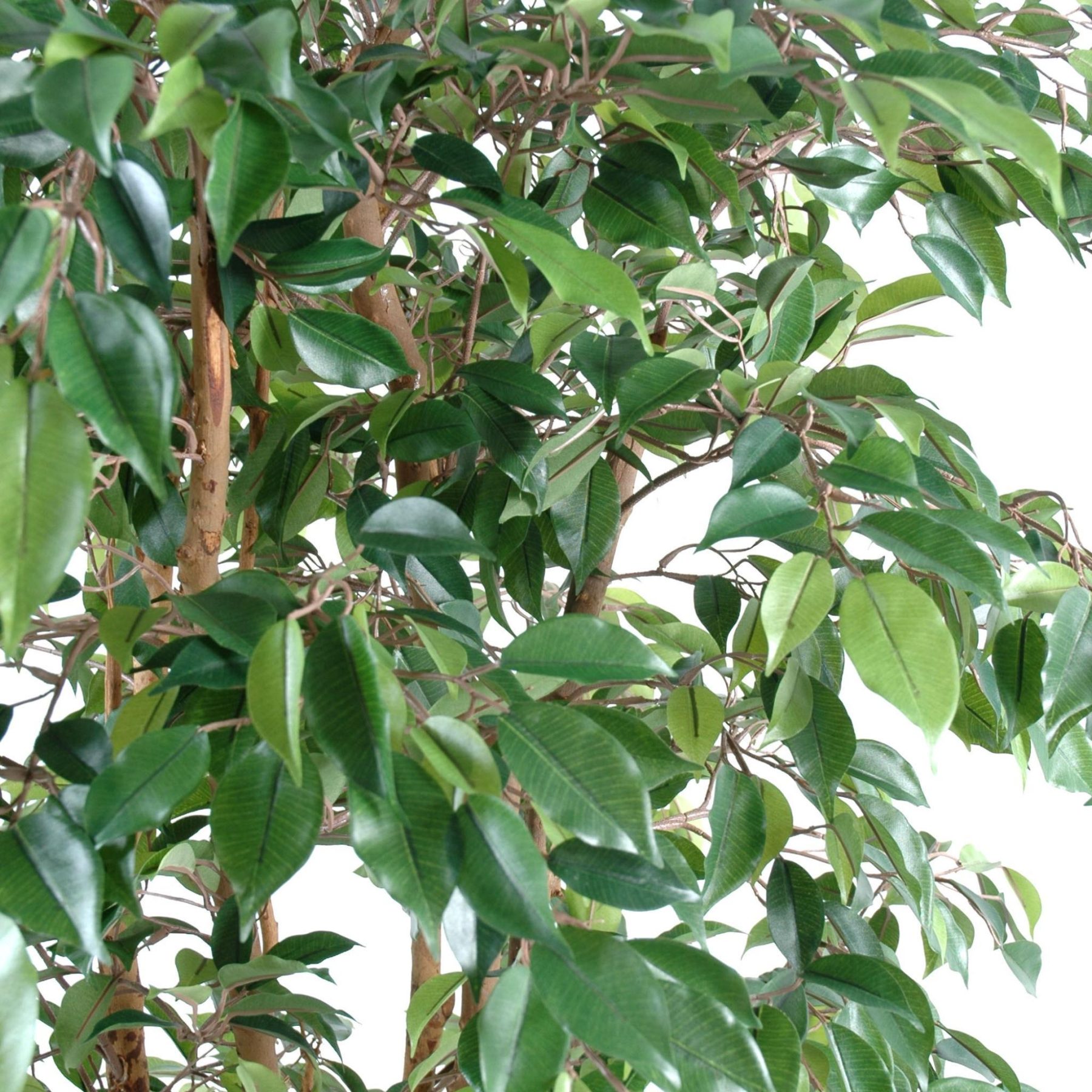 Autre angle : ficus Natasja synthétique de 150 cm sur plusieurs troncs